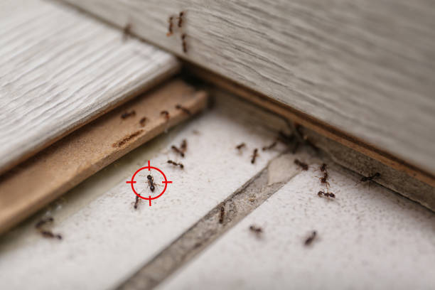 Best Best Pest Control Companies  in Sloatsburg, NY